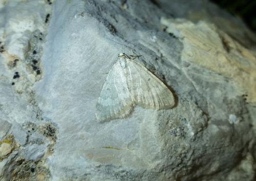 Colostygia stilpna